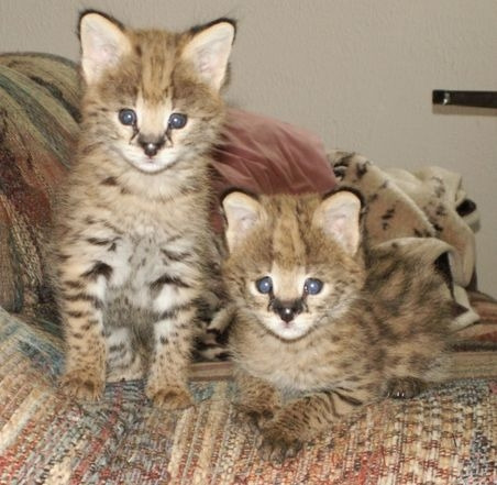 F1 Savannah kittens for adoption. photo